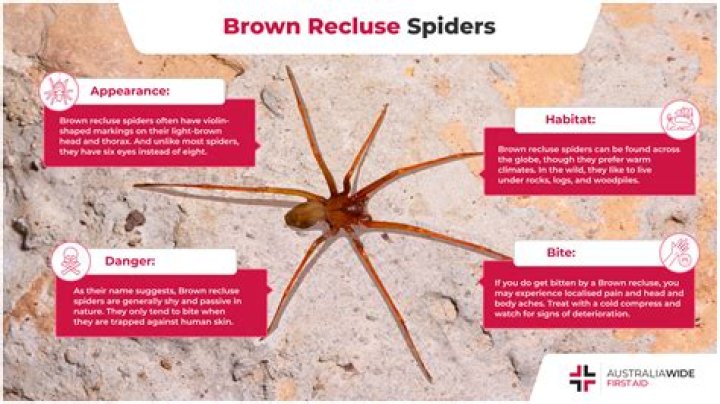 The Perilous Brown Recluse: A Guide To Identification, Prevention, And Treatment