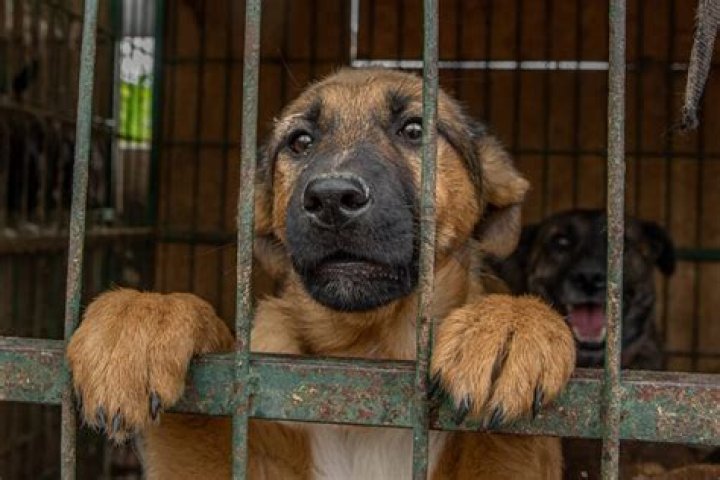 The Ultimate Guide To Rehabilitating A Puppy Mill Dog: From Rescue To Recovery